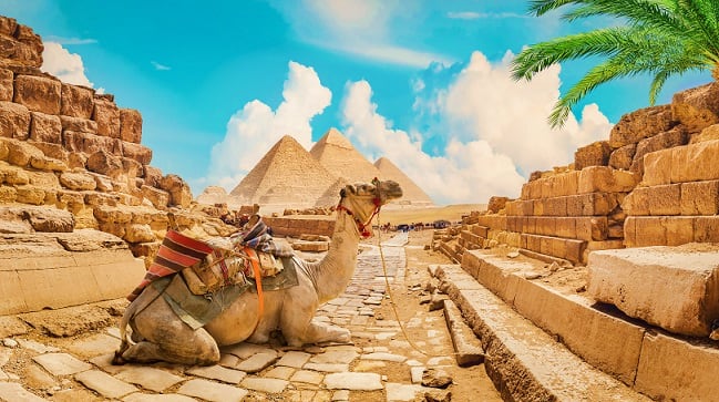 Camels resting on ancient stone pathway between pyramid ruins under clear blue sky in Giza, Egypt